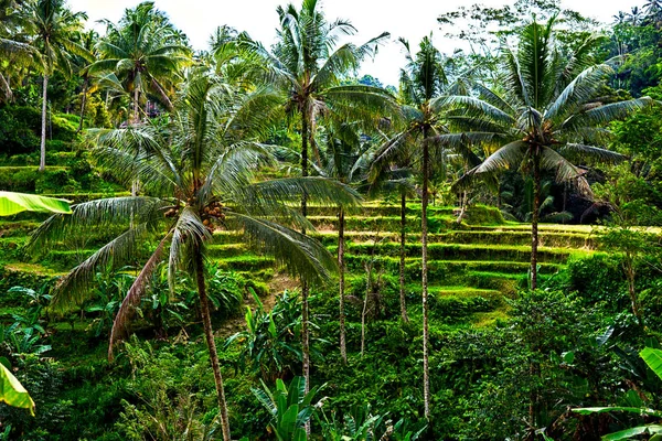 位于巴厘岛梯田上的稻田 风景如画的热带农业景观 旅行和夏季空置概念 — 图库照片