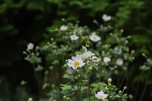 Vita Blommor Med Gräs Bakgrund Natur — Stockfoto