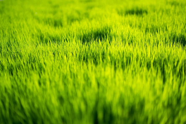 Fresco Sfondo Bio Verde Sano Con Erba Sfocata Astratta Luce — Foto Stock