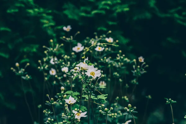 White Flowers Grass Background Nature — 스톡 사진