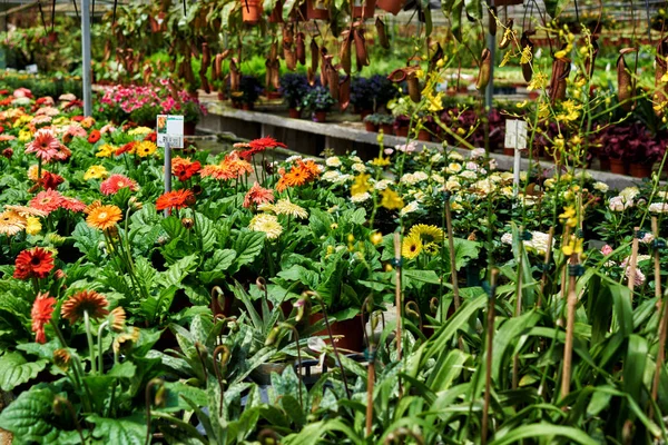 Beautiful arrangement of plants in a flowers shop. Flowers for sale at a flowers market. Colorful Gerberas flowers on a blurred background greenhouses. Production and cultivation of flowers. Plantation.
