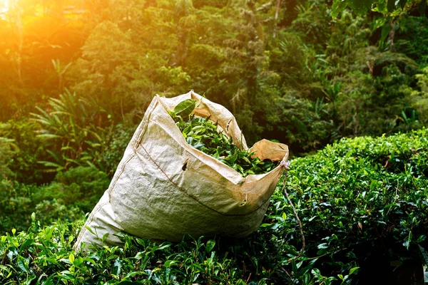 The tea plantations in morning. Freshly picked healthy green tea leaf. Fresh leaves in tea farm in Cameron Highlands, Malaysia.