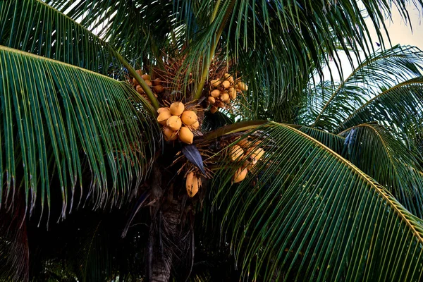 Coconut trees against blue sky. Palm trees at tropical coast.