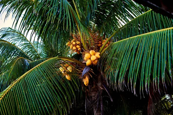 Coconut trees against blue sky. Palm trees at tropical coast.