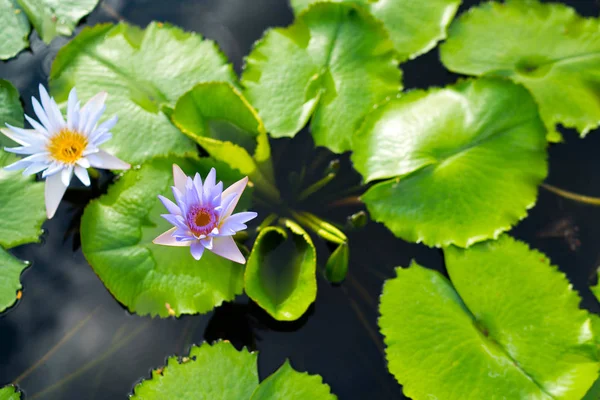 Water Lily Blossom Pond — Stock Photo, Image
