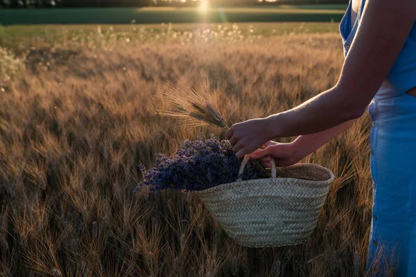 Walking of woman in the field of wheat with lavender flower bouquet in in basket. Romantic woman in fields, having vacations in Provence, France. Girl admires the sunset in fields.