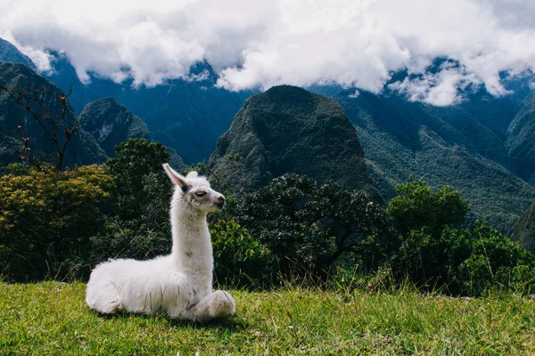 lLamas on the background of lost Machu Picchu city ruins in Peru with green hills and stone walls with soft focus.