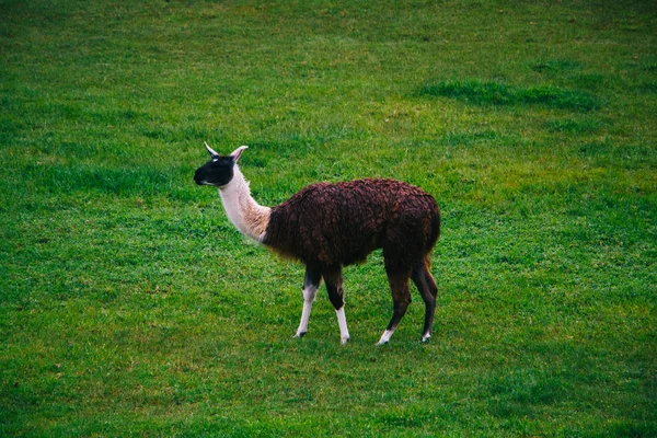 lLamas on the background of lost Machu Picchu city ruins in Peru with green hills and stone walls with soft focus.