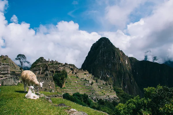 Лами Тлі Загублених Мачу Пікчу Міські Руїни Перу Зеленими Горбами — стокове фото