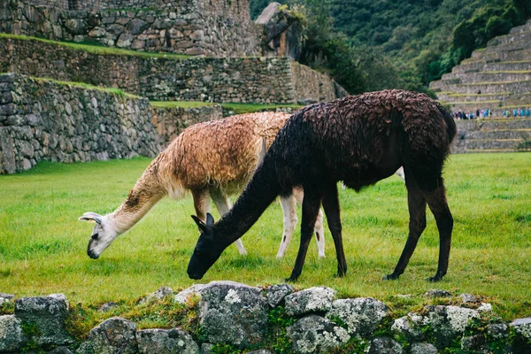 lLamas on the background of lost Machu Picchu city ruins in Peru with green hills and stone walls with soft focus.