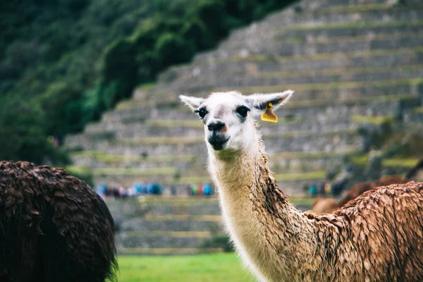 在秘鲁失落的马丘比丘城市遗址的背景与绿色的丘陵和石墙与软焦点的有趣的骆驼 — 图库照片