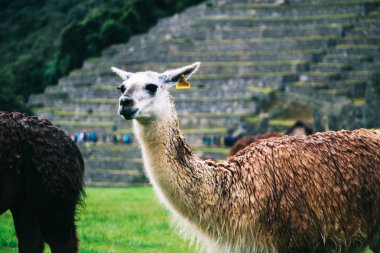 Yumuşak odaklı yeşil tepeler ve taş duvarlar ile Peru kayıp Machu Picchu şehir kalıntıları arka planda Komik lama.