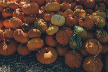 Kabak kabak yama--dan erken sonbaharda seçme. Kabaklar Satılık. Amerikan çiftlik ve ahır sonbahar. Cadılar Bayramı ve sonbahar arka plan. Kabaklar bir alanda bir Cadılar Bayramı tatil çiftlik.