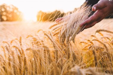 Buğday tarlasındaki adam gün batımı ışığında çivilerin elinden dokundu. Çiftçi sonbahar mevsiminde buğdayı muayene ediyor. Altın buğdayın elleri ve kulakları yakın. Kırsal manzara. Tonlu görüntü. Yumuşak odaklama.