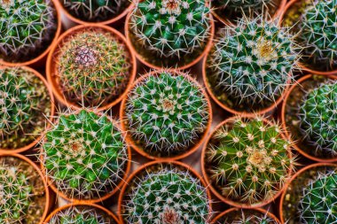 Tencerede kaktüs bitkisi koleksiyonu. Küçük süs bitkisi. Seçici odaklanma, üst bakış açısı. Kaktüs bitkisi deseni. Doğal arka plan. Yeşil doku arkaplanı.