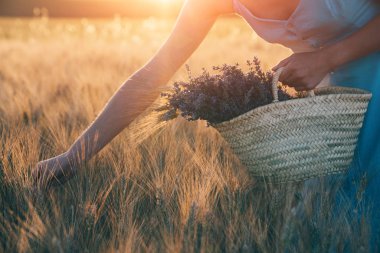 Ülke, doğa, yaz tatilleri, tarım ve insan kavramı. Lavanta buketi el ile yakın tahıl alanında spikelets dokunmadan. Gün batımı buğday tarlasında parlıyor. Provence bölgesi.