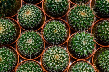 Tencerede kaktüs bitkisi koleksiyonu. Küçük süs bitkisi. Seçici odaklanma, üst bakış açısı. Kaktüs bitkisi deseni. Doğal arka plan. Yeşil doku arkaplanı.