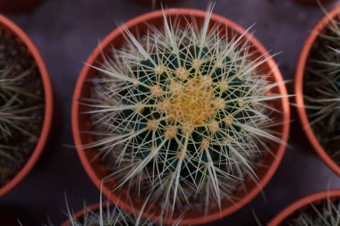 Tencerede kaktüs bitkisi koleksiyonu. Küçük süs bitkisi. Seçici odaklanma, üst bakış açısı. Kaktüs bitkisi deseni. Doğal arka plan. Yeşil doku arkaplanı.