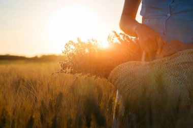 Güneş ışığı yla aydınlatılan genç bir kadının elinde sepet içinde lavanta çiçek buketi üzerinde seçici odak. Gün batımında altın alan, Provence kırsal kırsal, Fransa. Kopyalama alanı ile tonlu görüntü.