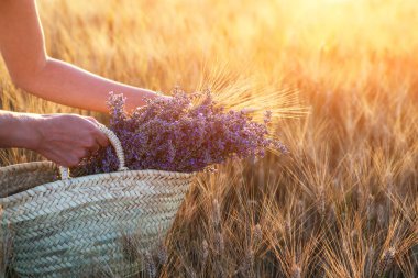 Wheat field in sunlight. Provence, Valensole. Beautiful image of young woman lit by sunlight. Image for natural background. Very nice view of the fields. Toned image with copy spase.