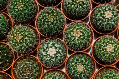 Tencerede kaktüs bitkisi koleksiyonu. Küçük süs bitkisi. Seçici odaklanma, üst bakış açısı. Kaktüs bitkisi deseni. Doğal arka plan. Yeşil doku arkaplanı.