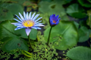 Gölde yeşil yapraklı güzel nilüfer veya nilüfer çiçeği. Doğa arka planı. Rezervuar doğal koşullarda Lotus çiçek.