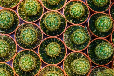 Tencerede kaktüs bitkisi koleksiyonu. Küçük süs bitkisi. Seçici odaklanma, üst bakış açısı. Kaktüs bitkisi deseni. Doğal arka plan. Yeşil doku arkaplanı.