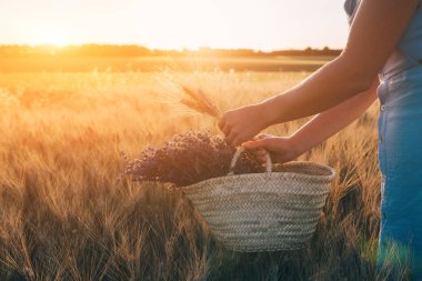 Güneş ışığı yla aydınlatılan genç bir kadının elinde sepet içinde lavanta çiçek buketi üzerinde seçici odak. Gün batımında altın alan, Provence kırsal kırsal, Fransa. Kopyalama alanı ile tonlu görüntü.