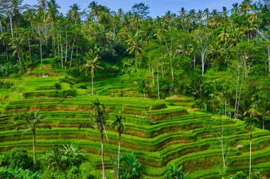 Pirinç terasları ve Tegallalang Köyü, Ubud, Bali, Endonezya yakınındaki Hindistan cevizi avuç içi ile güzel manzara.