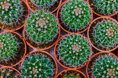 Tencerede kaktüs bitkisi koleksiyonu. Küçük süs bitkisi. Seçici odaklanma, üst bakış açısı. Kaktüs bitkisi deseni. Doğal arka plan. Yeşil doku arkaplanı.