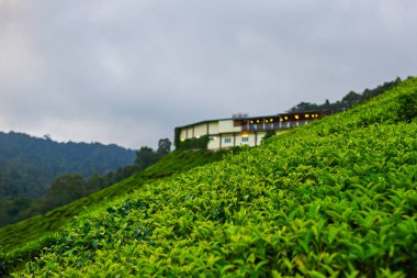 Çay plantasyonuinanılmaz manzara görünümü. Doğa arka planı. Cameron Highland Çay Plantasyonu, Malezya.