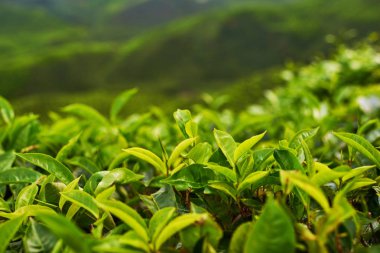 Güzel taze yeşil çay arka plan. Seçici focustea sabah çiy damlaları ile bırakır. Sungai Palas in Cameron Highlands, Malezya.