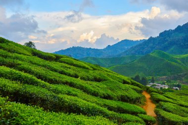 Gün batımı veya gün doğumu saatinde çay plantasyon inanılmaz manzara görünümü. Mavi gökyüzü ve bulutlarla doğa arka planı.