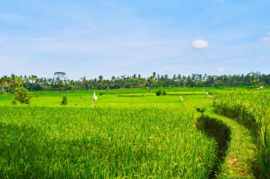 Bali, Endonezya'nın teraslarında organik pirinç tarlaları. Endonezya mevsimlik muhteşem manzaralar. Yaz seyahati.