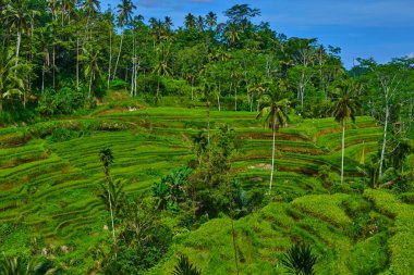 Pirinç terasları ve Tegallalang Köyü, Ubud, Bali, Endonezya yakınındaki Hindistan cevizi avuç içi ile güzel manzara.