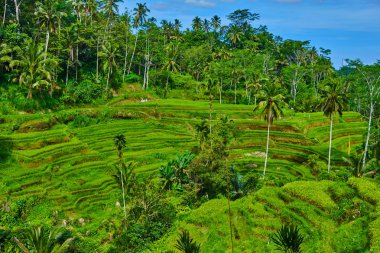 Güzel pirinç terasları iyi sulanan volkanik yamaçlarında, Ubud, Bali.