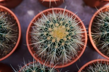 Tencerede kaktüs bitkisi koleksiyonu. Küçük süs bitkisi. Seçici odaklanma, üst bakış açısı. Kaktüs bitkisi deseni. Doğal arka plan. Yeşil doku arkaplanı.