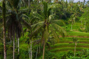 Pirinç terasları ve Tegallalang Köyü, Ubud, Bali, Endonezya yakınındaki Hindistan cevizi avuç içi ile güzel manzara.