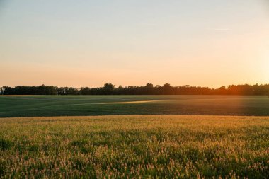 Gün batımında Valensole yakınlarında çiçek tarlaları. Avrupa turizm veya tatil tatil seyahat konsepti.