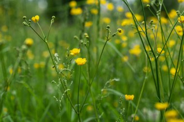 Geçmişi, bulanık çimen çiçekleri. Klasik arka plan küçük çiçekler, doğa güzel, tonlama tasarımı bahar doğası, güneş bitkileri. Çiçek tarlası.