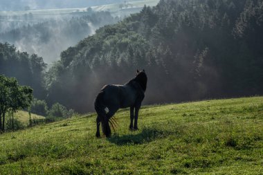 Çim alanında uzun yeleli siyah at. Almanya'da pitoresk bir dağın manzara görünümü, Kara Orman. Yaz tatili ve ekoloji arka plan. Ekosistem ve sağlıklı çevre kavramı.