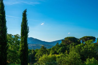 Selvi ağacı ve tarlaları ile doğada pastoral plase. Pitoresk İtalyan kırsal.