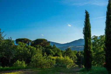Selvi ağacı ve tarlaları ile doğada pastoral plase. Pitoresk İtalyan kırsal.