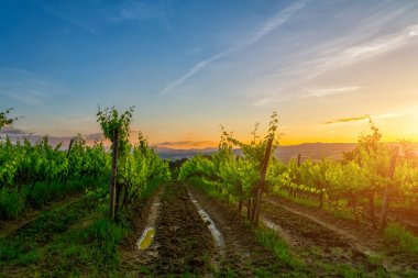 Geleneksel kırsal ve güzel Toskana manzara. Altın renklerde üzüm bağları ve selviler. İtalya.