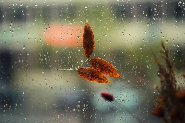 Fallen Leaf Stuck Window Gets Wet Rain Drops Warm Look — Stock Photo, Image