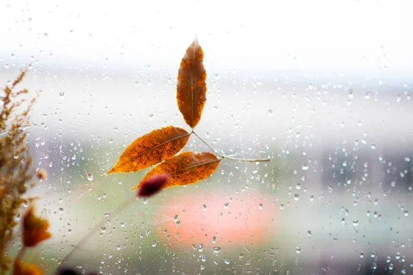 Feuilles Tombées Collées Fenêtre Qui Mouille Cause Des Gouttes Pluie — Photo