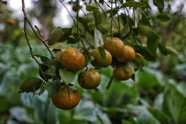 Mandarinas Naranjas Árbol Mandarina Madura Hogar Familia Hay Mucha Fruta — Foto de Stock