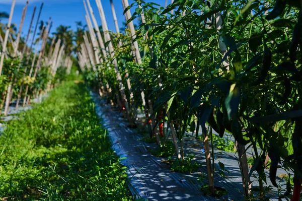 Cultivando Chiles Plantas Pimientos Una Fila Campo Cultivado Cultivo Bien — Foto de Stock