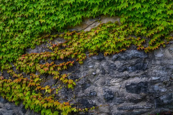 Zelený Břečťan Zakrýval Zeď Jako Obraz Pozadí Ekologická Koncepce — Stock fotografie