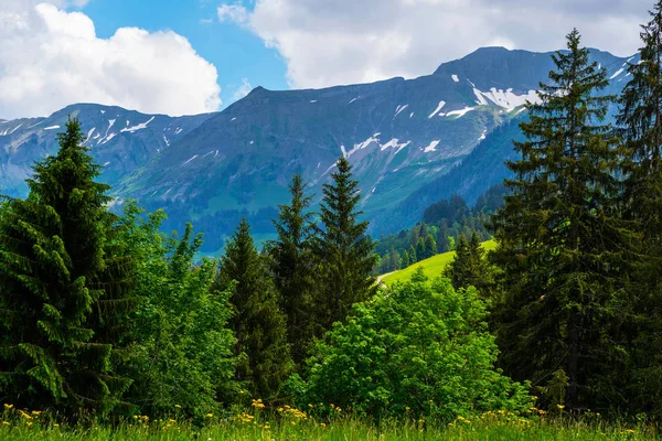 Idylická Krajina Švýcarských Alpách Čerstvými Zelenými Loukami Kvetoucí Květinami Jedle — Stock fotografie